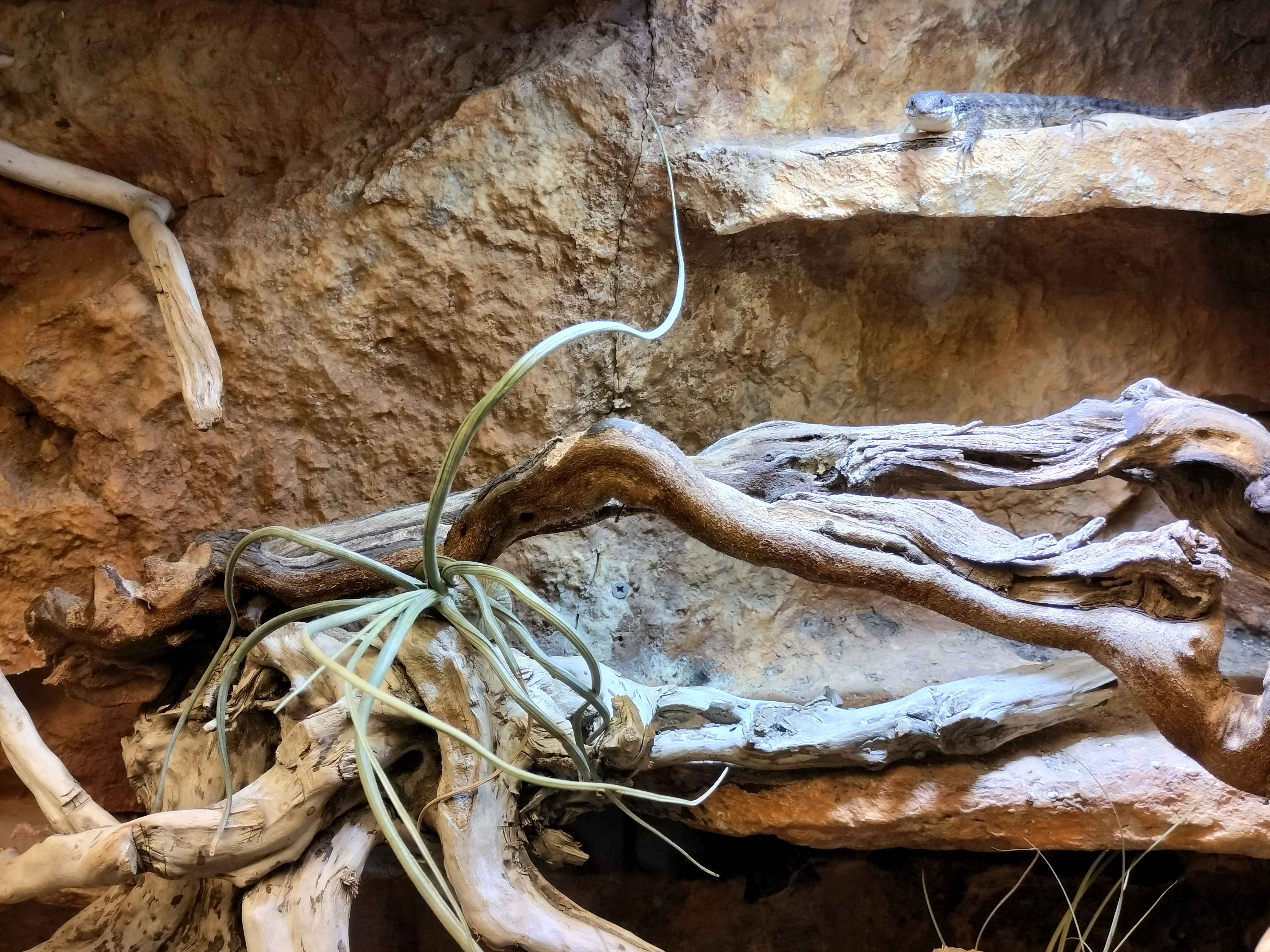 Savanna Terrarium